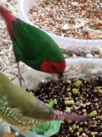 Young red face parrot finches