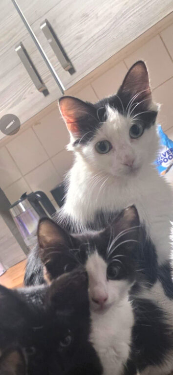 I have 4 kittens 1 boy 3 girls