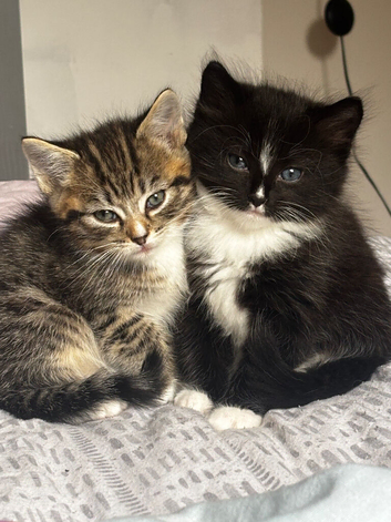 Kittens six weeks