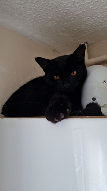 2 black male kitten