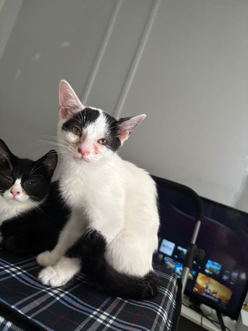 Black and white boy kitten