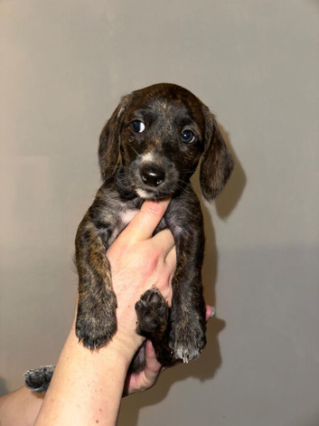 Jackapoo X Mini Dachshund (Doxiepoo)