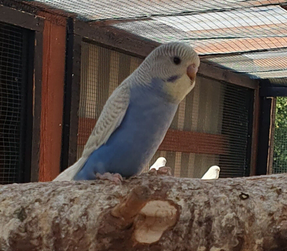 Budgies