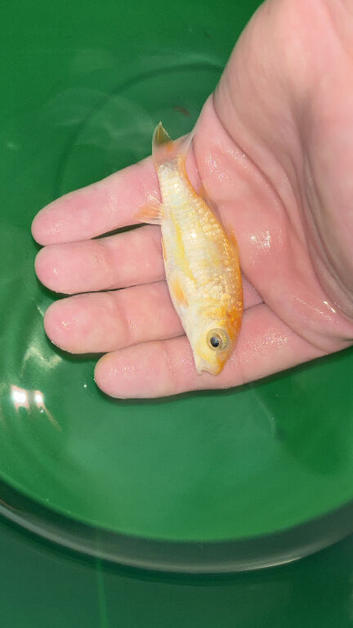 2x butterfly koi's