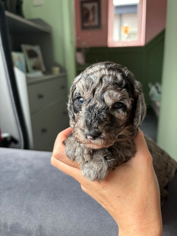 Cockapoo Puppies