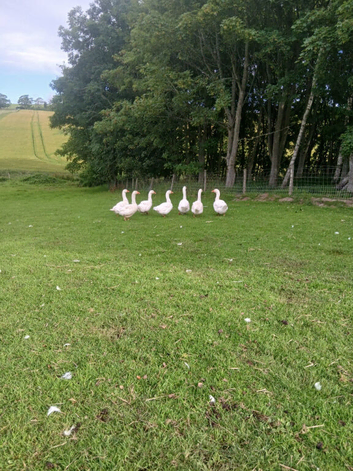 7 Embden Female Geese