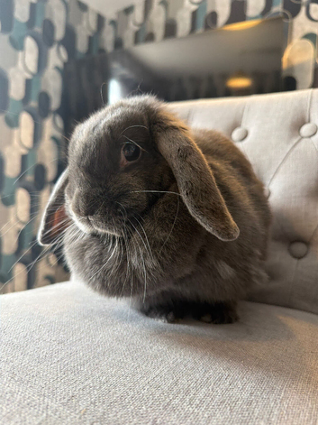 Gorgeous grey rabbit