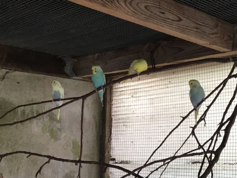 Rainbow budgies