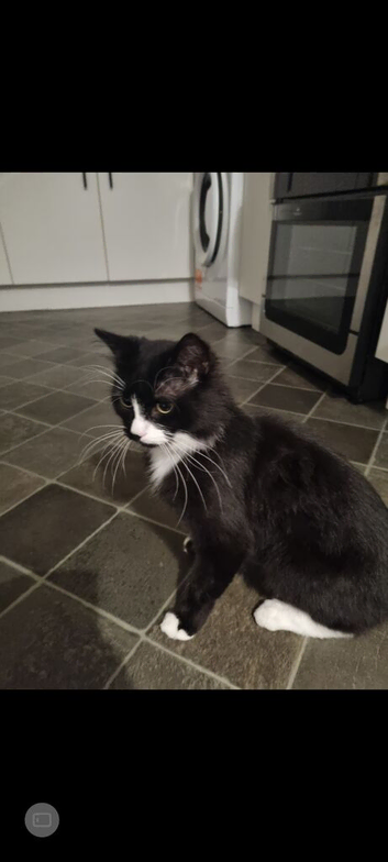 Male Cat