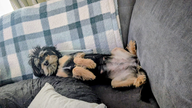 Fb1 jackapoo puppies