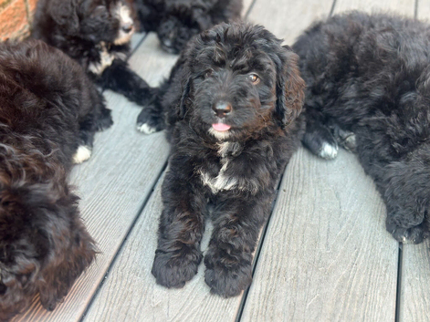 STANDARD F1 BERNADOOLE GIRLS FULL HEALTH TESTED /VACCINATED REDUCED 1400