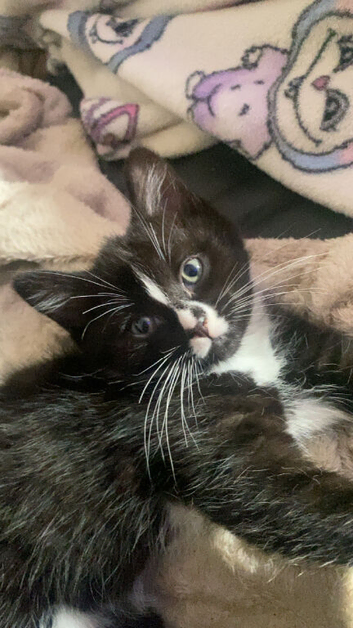 Female Kitten