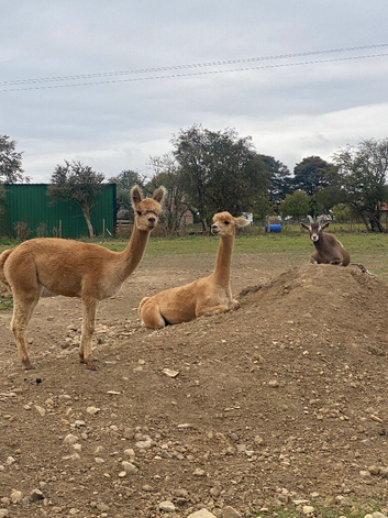 1 Male Huacaya Alpaca Fawn