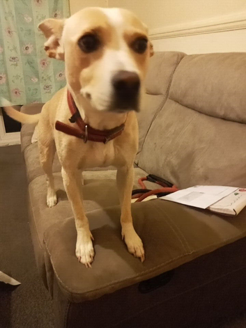 Staffy cross jack russell