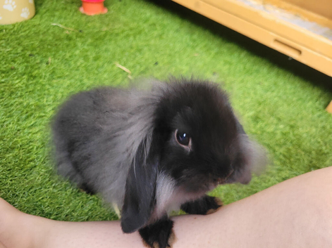 Beautiful Mini Liop Lop - READY TO LEAVE