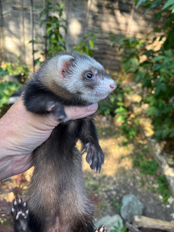 Baby female ferrets ready now