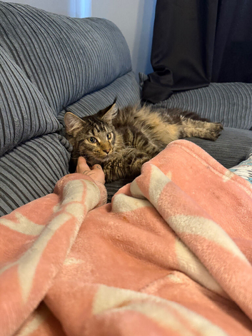 Male Mainecoon
