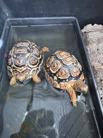 2 x young leopard tortoises