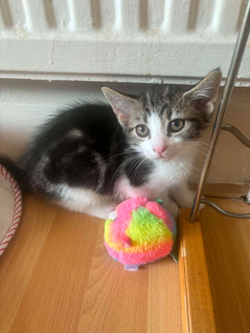 10week male kitten