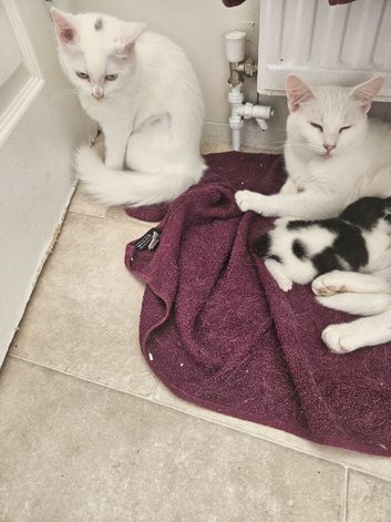 1 kitten for