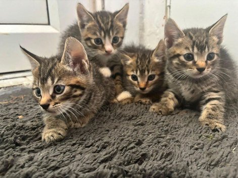 TABBY KITTENS (only 2 left)