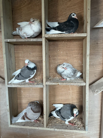 Young rollers for sale