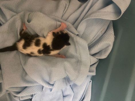 5 kittens looking for their forever home