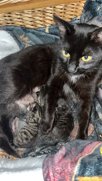 2 male kittens