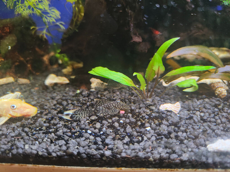 Bristlnose plec