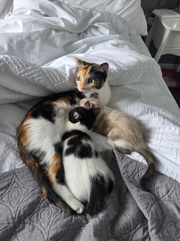 Two Kittens For sale