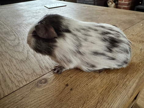 Guinea pigs