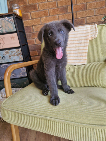 LAST BLUE GERMAN SHEPHERD PUPPY
