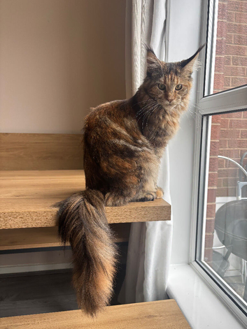 Maine coon kitten