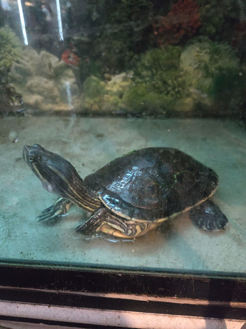 Selling my American meso turtle
