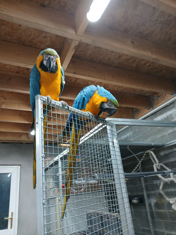 Bonded pair BG Macaws