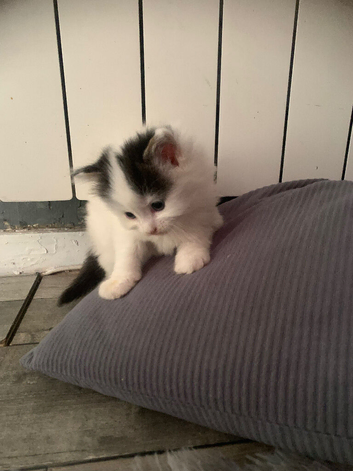 Kittens