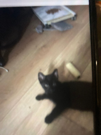 Beautiful looking all black kitten