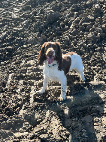 Stud Pedigree Springer Available