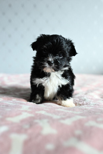 Colorful Yorkshire terrier