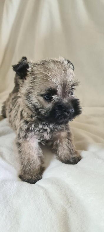 Kc registered cairn terrier puppies
