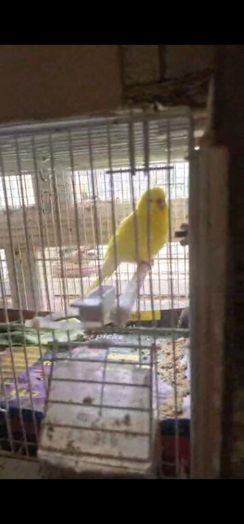 Budgies