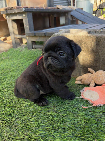 Adorable little baby&rsquo;s Pug Fawn an Black