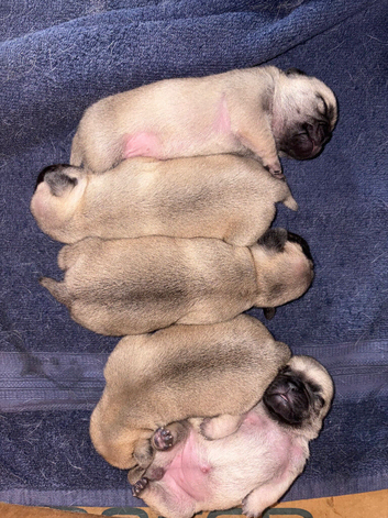 Stunning litter of pugs