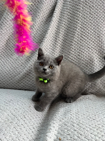 Pure Breed British Shorthair Kittens