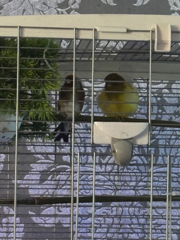 Goldfinch