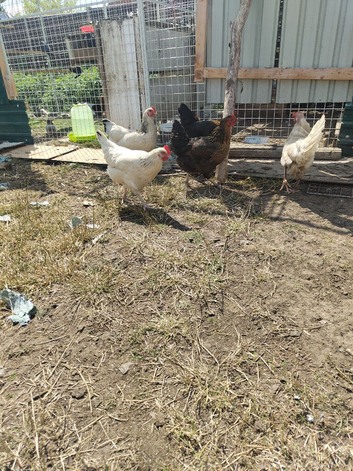 Chicken for sale