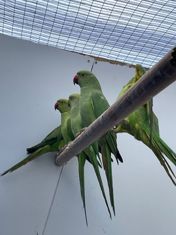 Indian Ringneck