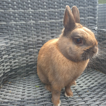 Draft rabbit for adoption