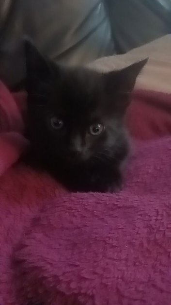 Black kittens