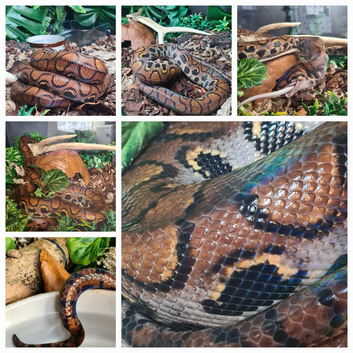 BRAZILIAN RAINBOW BOA. (male).